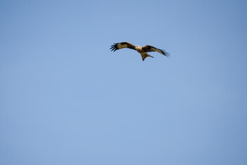 a wild red kite (Milvus milvus) in flight, blue sky