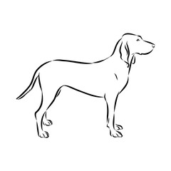 Porcelaine dog isolated on white background. Hand drawn dog breed vector sketch.