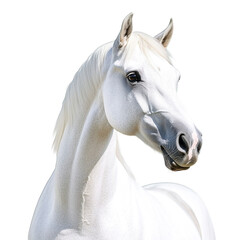 white arabian horse