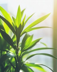 Fototapeta premium Young Plant in Morning Sunlight Symbolizing Growth and Eco Living for Sustainable Branding Projects
