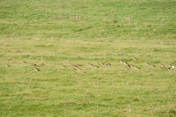 a flock of hundreds of Golden Plover (Pluvialis dominica) on a grassland meadow