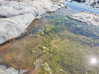 Algae in a natural pool by the sea with the sun reflecting on the water.