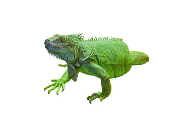 Green iguana isolated on white background