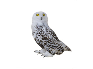 owl (Nyctea scandiaca) isolated on a white background