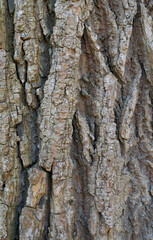 Beautiful close-up of the bark of tilia platyphyllos