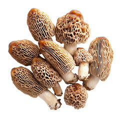 mushrooms isolated on white