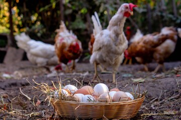 Fresh Farm Eggs in a Basket