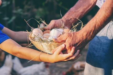 Farmer Hands Holding Fresh Eggs