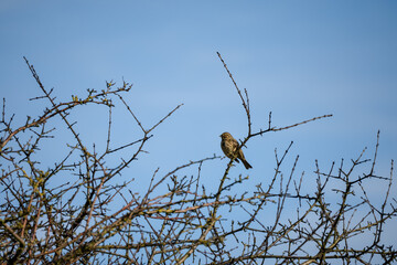 close-up of a Corn buntings (Emberiza calandra) high in a winter tree