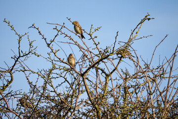 close-up of a Corn buntings (Emberiza calandra) high in a winter tree