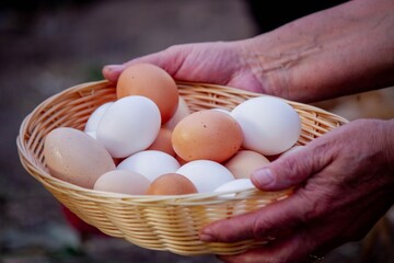 Farmer Hands Holding Fresh Eggs