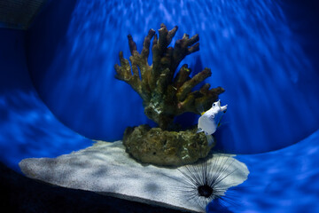 The longhorn cowfish in the aquarium