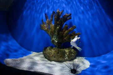 The longhorn cowfish in the aquarium