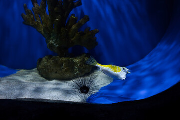 The longhorn cowfish in the aquarium