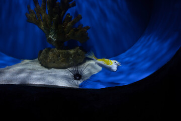 The longhorn cowfish in the aquarium