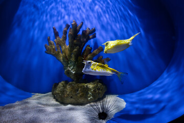 The two longhorn cowfish in the aquarium