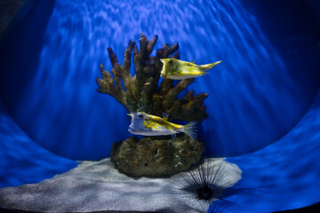 The two longhorn cowfish in the aquarium