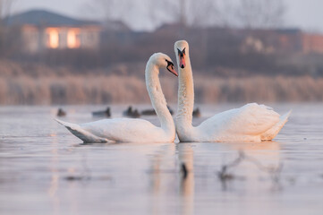 White swan couple in love forming a heart in the morning on the lake