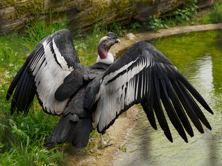 Andean condor - spread wings