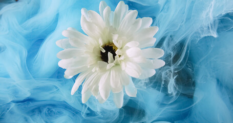 Obraz premium Flower smoke. Ink water flow. Blue color mist texture cloud floating over white daisy petals fantasy nature abstract art background.