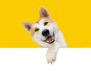   Portrait Happy akita puppy dog looking at camera and hanging it paw over a white blank. Isolated on yellow background on summer or spring season © Sandra