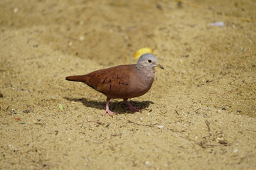 
The ruddy ground dove (Columbina talpacoti) is a small New World tropical dove. It is a resident breeder from Mexico south to Brazil, Peru and Paraguay. Fortaleza, Brazil.
