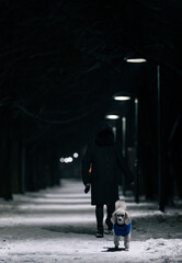 dog  walking at night in winter