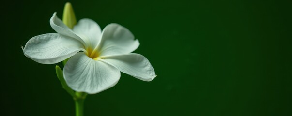 Obraz premium White flower isolated against dark green background, white, isolated, garden