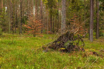 Forest in the Kashubian Landscape Park, autumn season. Kamien, Poland.