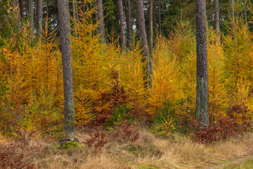 Forest in the Kashubian Landscape Park, autumn season. Kamien, Poland.