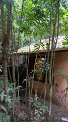 small house in the middle of the Brazilian jungle