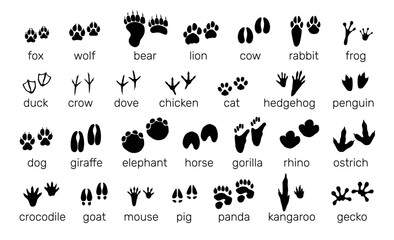 Animals footprints. Black silhouette icons. Paw prints. Birds steps. Predators and herbivores. Mammal tracks with text inscriptions. Different traces. Wildlife fauna trails vector set © VectorBum