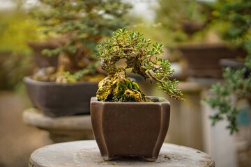 A mini bonsai plant pot with a cool branch structure.