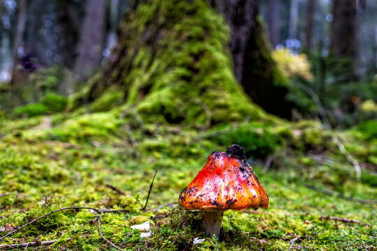 Symbiotische Gemeinschaften im Wald: Baum und Pilz