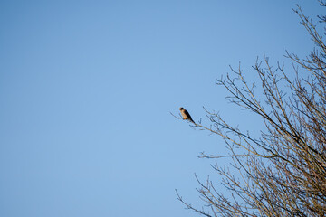close-up of a kestrel (Falco tinnunculus) bird raptor sitting atop a winter tree, clear blue sky