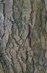 Beautiful close-up of the bark of acer rubrum