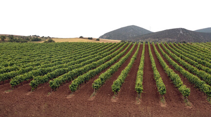 Vineyard isolated on white, transparent sky. Vines in rows, rural landscape, agriculture
