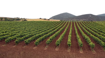Vineyard isolated on white, transparent sky. Vines in rows, rural landscape, agriculture