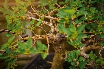Close-up detail of a bonsai plant.