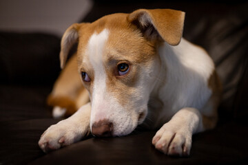 jack russell terrier puppy