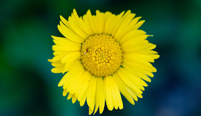 Obraz premium yellow dandelion flower