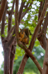 squirrel on tree