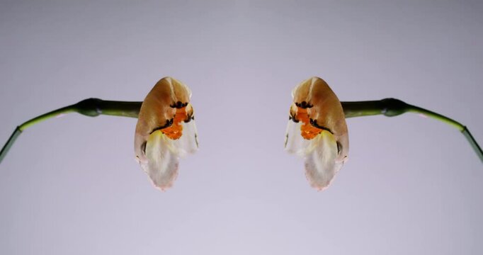 Burnt daffodils. Paired aging. Symmetrical wilting two beautiful flowers drying blackening thin petals. Abstract fading nature background empty space.