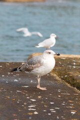 seagull close up on the beach