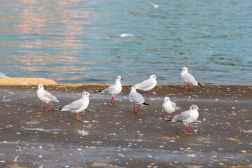 seagulls on the beach. Summer background 