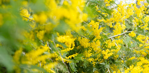 Mimosa blossom. Spring flowers background banner. Shallow depth of field. Nature flowers backdrop, Women’s Day, Easter