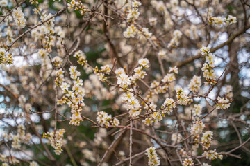 Almond tree blooming. Spring nature background 
