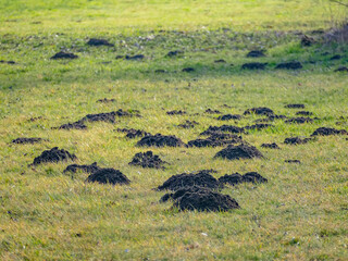 Viele Wühlmaus Haufen auf einer Wiese