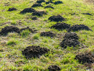 Viele Wühlmaus Haufen auf einer Wiese