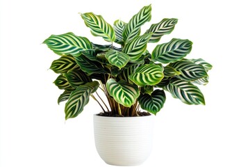 A small potted plant with green and white striped leaves, perfect for decoration or gift